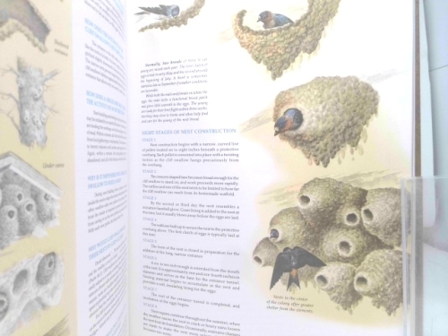 Actual Product Display 2